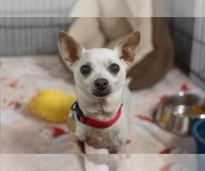 Chihuahua-Unknown Mix Dogs for adoption in Mountain Home, AR, USA