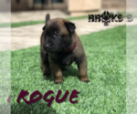 Small Photo #7 Belgian Malinois Puppy For Sale in CHANDLER, AZ, USA