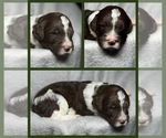 Puppy Pine Goldendoodle