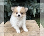 Small #3 Pomeranian