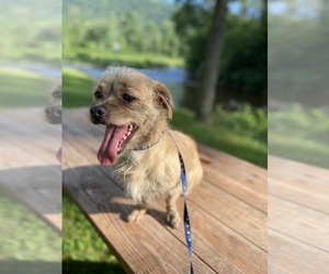 Chiweenie-Shih Tzu Mix Dogs for adoption in MAHWAH, NJ, USA