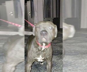 Mutt Dogs for adoption in St. Cloud, FL, USA