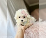 Small Photo #7 Morkie Puppy For Sale in WEST PALM BEACH, FL, USA