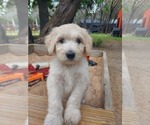 Puppy Coral Bordoodle