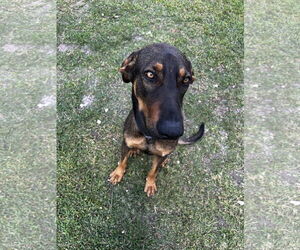 Labrador Retriever-Unknown Mix Dogs for adoption in Miami, FL, USA