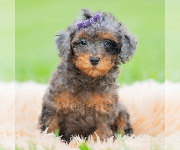 Medium Photo #1 Poodle (Miniature) Puppy For Sale in WARSAW, IN, USA