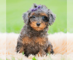 Image preview for Ad Listing. Nickname: Litter of 7