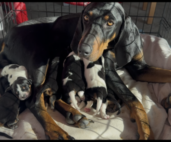 Medium Photo #1 Black and Tan Coonhound-Bluetick Coonhound Mix Puppy For Sale in OAK HILLS, CA, USA