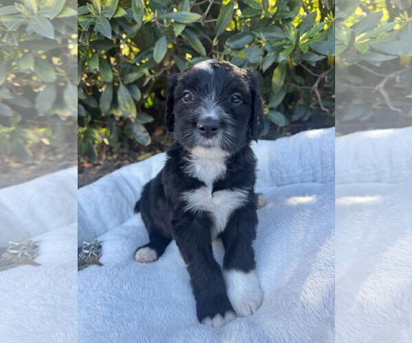 Medium Photo #1 Neapolitan Mastiff-Old English Sheepdog Mix Puppy For Sale in Marina Del Rey, CA, USA