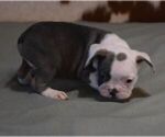 Small #3 French Bulldog