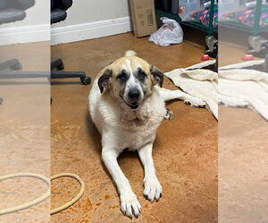 Luna Bear - Female Great Pyrenees-Unknown Mix Dog for Adoption - Photo #11