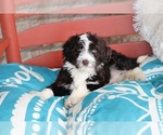 Small Photo #1 F2 Aussiedoodle Puppy For Sale in ADOLPHUS, KY, USA