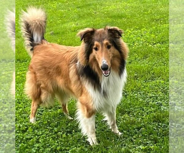 Medium Photo #2  Puppy For Sale in , 
