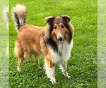 Small Photo #2  Puppy For Sale in , 