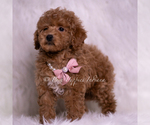 Small Photo #61 Maltipoo (Miniature) Puppy For Sale in WARSAW, IN, USA