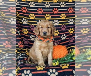 Golden Retriever Puppy for sale in QUARRYVILLE, PA, USA