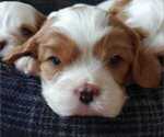 Small Photo #1 Cavalier King Charles Spaniel Puppy For Sale in MOUNTAIN GROVE, MO, USA