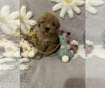 Small Photo #13 Poodle (Toy) Puppy For Sale in SYLMAR, CA, USA