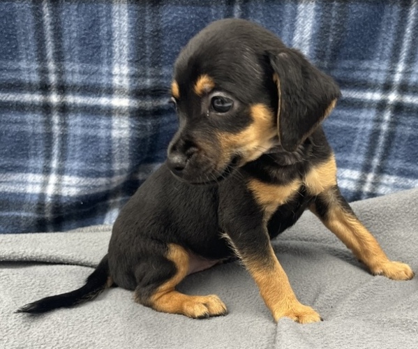 Medium Photo #5 Beagle-Chihuahua Mix Puppy For Sale in SAINT AUGUSTINE, FL, USA