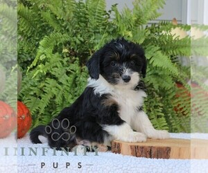Aussiedoodle Miniature Puppy for sale in NARVON, PA, USA