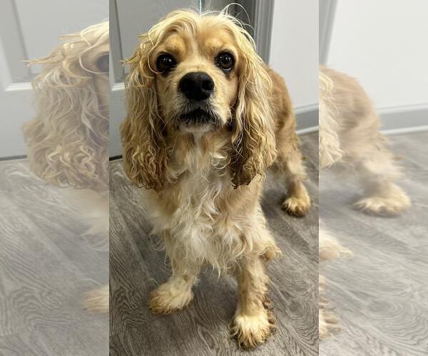 Medium Photo #3 Cocker Spaniel Puppy For Sale in Westminster, MD, USA