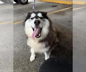 Alaskan Malamute Dogs for adoption in Houston, TX, USA