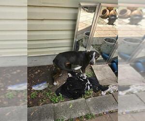 Catahoula Leopard Dog-Unknown Mix Dogs for adoption in San Antonio, TX, USA