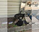 Small Catahoula Leopard Dog Mix