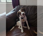 Small #1 Beagle