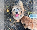 Small Photo #1 Goldendoodle-Miniature Bernedoodle Mix Puppy For Sale in SOUTH ORANGE, NJ, USA