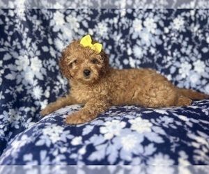 Cavapoo Puppy for sale in LAKELAND, FL, USA