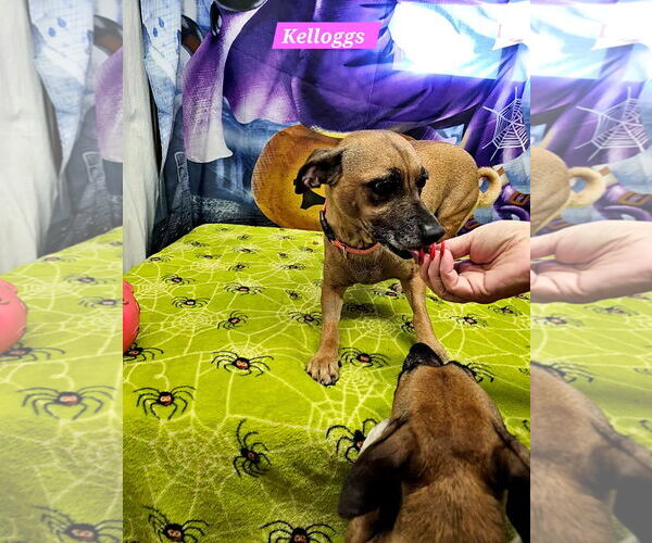 Medium Photo #1 Rat Terrier-Unknown Mix Puppy For Sale in Metairie, LA, USA