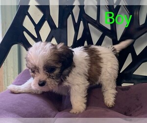 Zuchon Puppy for sale in CLARE, IL, USA