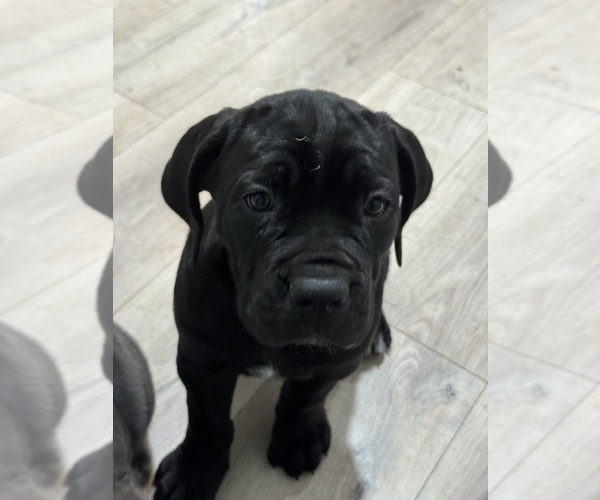 Medium Photo #8 Cane Corso Puppy For Sale in COLONIAL HEIGHTS, VA, USA