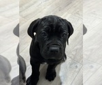 Small Photo #8 Cane Corso Puppy For Sale in COLONIAL HEIGHTS, VA, USA