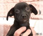 Small #2 Chihuahua Mix