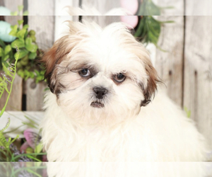 Shih Tzu Puppy for sale in MOUNT VERNON, OH, USA
