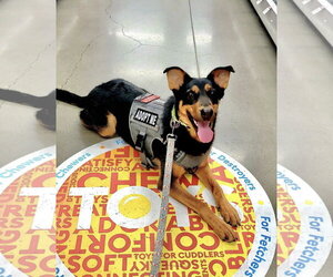 Keary - Female German Shepherd Dog Dog for Adoption - Photo #2