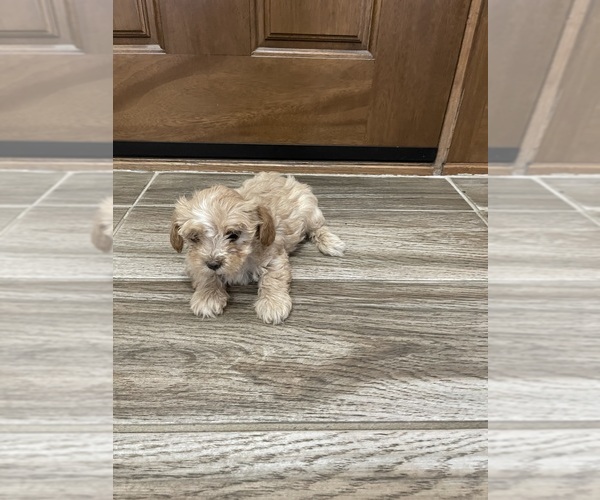 Medium Photo #9 Maltipoo Puppy For Sale in APPLE VALLEY, CA, USA