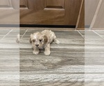 Small #8 Maltipoo