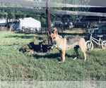Small Photo #9 German Shepherd Dog Puppy For Sale in MARION, SD, USA