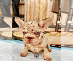 Cartier - Male French Bulldog Puppy for Sale - Photo #5