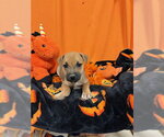 BETTY - Female German Shepherd Dog-Unknown Mix Dog for Adoption - Small photo