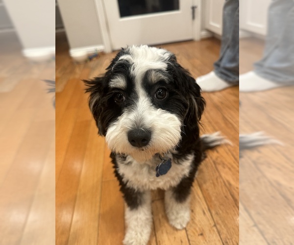 Medium Photo #1 Goldendoodle mix (+ Poodle Standard) Puppy For Sale in SAN JOSE, CA, USA