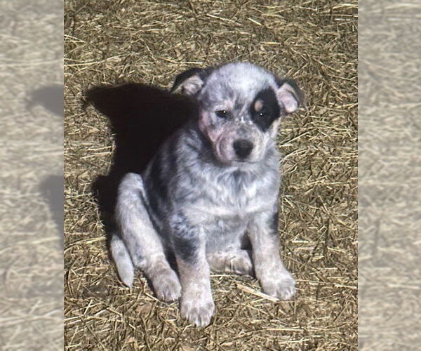Medium Photo #2 Australian Shepherd-Unknown Mix Puppy For Sale in Mouth Of Wilson, VA, USA