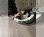 Small Photo #1 Shih Tzu Puppy For Sale in RIVER HILLS, SC, USA