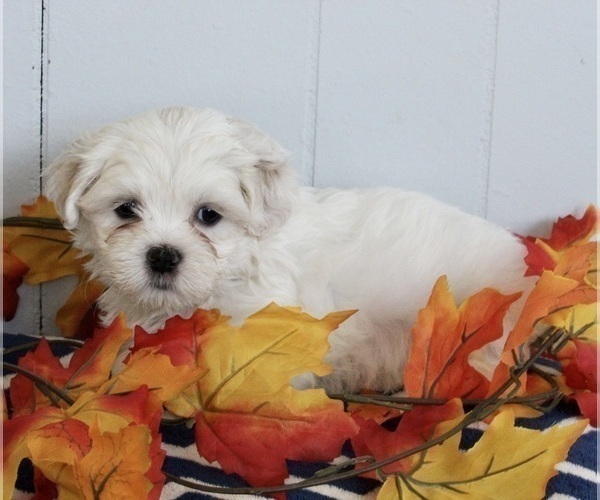Medium Photo #1 Mal-Shi Puppy For Sale in FREDERICKSBURG, OH, USA