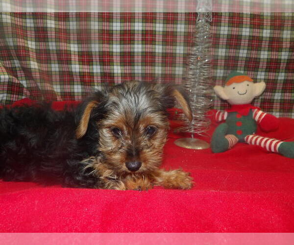 Medium Photo #2 Yorkshire Terrier Puppy For Sale in PATERSON, NJ, USA