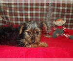 Small #1 Yorkshire Terrier