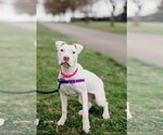 Small Photo #1 American Pit Bull Terrier Puppy For Sale in Richmond, VA, USA